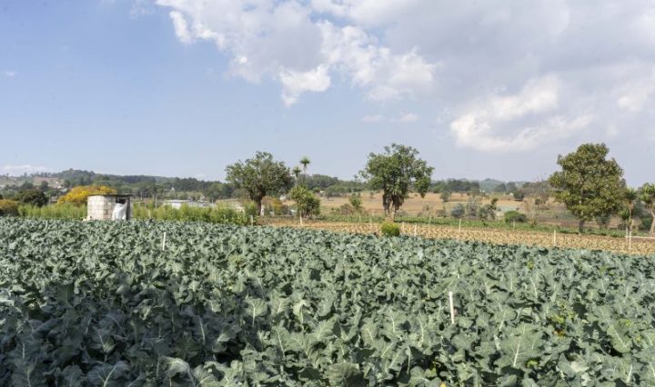 Pequeños productores y productoras de hortalizas y aguacate, asesorados por TechnoServe, acceden a nuevos mercados e incrementan sus ventas en más de US$2.8 millones