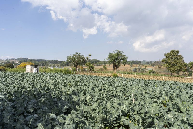 Pequeños productores y productoras de hortalizas y aguacate, asesorados por TechnoServe, acceden a nuevos mercados e incrementan sus ventas en más de US$2.8 millones
