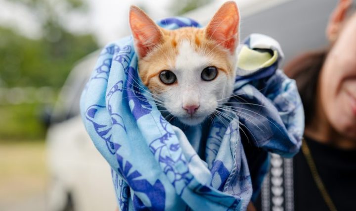 Más de 11 mil gatos castrados en Centroamérica con apoyo de Purina Cat Chow
