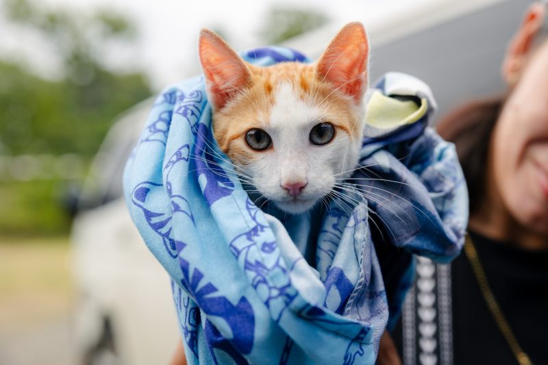 Más de 11 mil gatos castrados en Centroamérica con apoyo de Purina Cat Chow