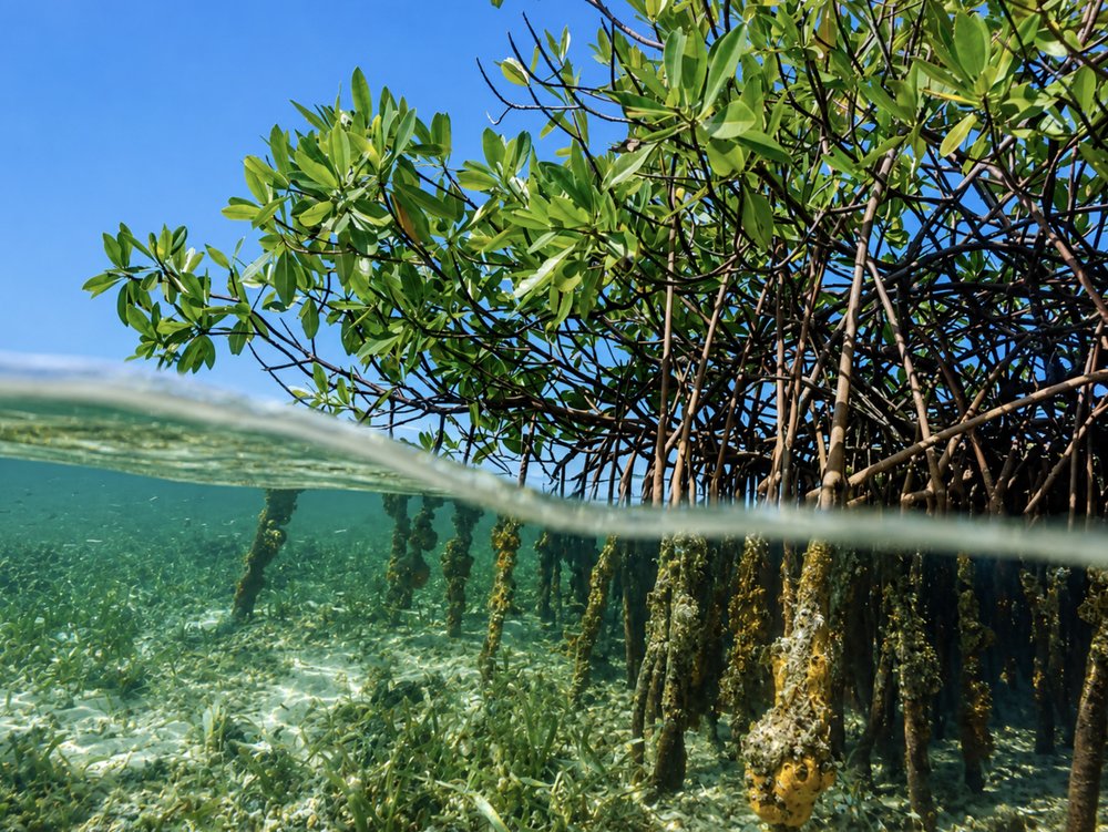 Manglares el bosque que protege la vida entre el mar y la tierra