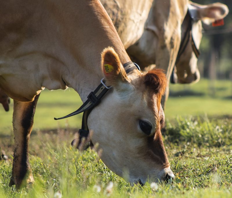 Pasajinak impulsa su modelo de bienestar animal con prácticas de libre pastoreo y cuidado integral de sus vacas Jersey