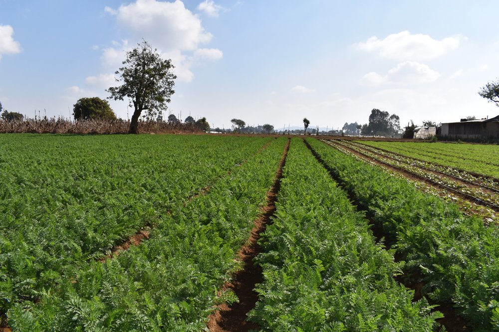 El cambio extremo en la tendencia del clima obliga a los agricultores a prepararse anticipadamente para proteger las cosechas