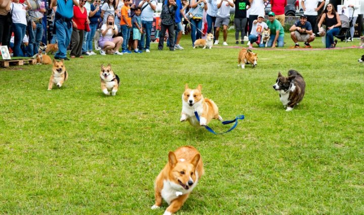 La Carrera de Corgis 2026 correrá por una causa solidaria a favor del bienestar animal