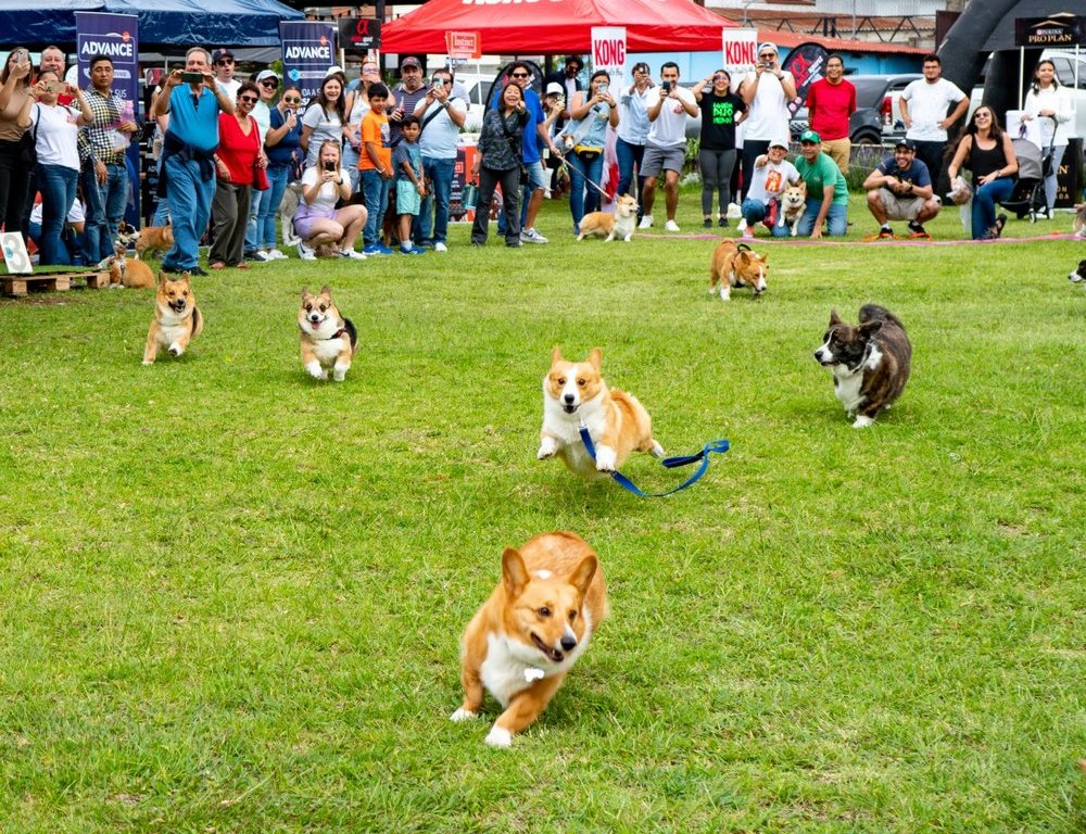 La Carrera de Corgis 2026 correrá por una causa solidaria a favor del bienestar animal